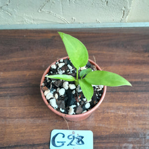 #G28 Anthurium Vittarifolium Seedling