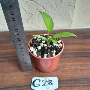 #G28 Anthurium Vittarifolium Seedling