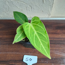 Load image into Gallery viewer, #54 Anthurium Magnificum Hybrid x Warocqueanum