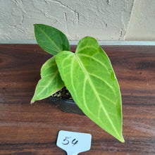 Load image into Gallery viewer, #54 Anthurium Magnificum Hybrid x Warocqueanum