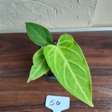 Load image into Gallery viewer, #54 Anthurium Magnificum Hybrid x Warocqueanum