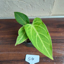 Load image into Gallery viewer, #54 Anthurium Magnificum Hybrid x Warocqueanum