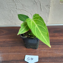 Load image into Gallery viewer, #54 Anthurium Magnificum Hybrid x Warocqueanum