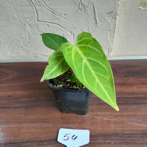 #54 Anthurium Magnificum Hybrid x Warocqueanum