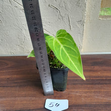 Load image into Gallery viewer, #54 Anthurium Magnificum Hybrid x Warocqueanum