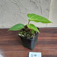 Load image into Gallery viewer, #54 Anthurium Magnificum Hybrid x Warocqueanum