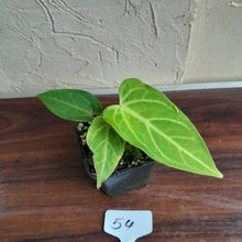 Load image into Gallery viewer, #54 Anthurium Magnificum Hybrid x Warocqueanum