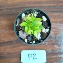 Load image into Gallery viewer, #P2 Miniature Philodendron - Great Terrarium Plant