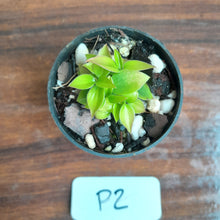 Load image into Gallery viewer, #P2 Miniature Philodendron - Great Terrarium Plant