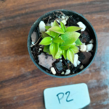 Load image into Gallery viewer, #P2 Miniature Philodendron - Great Terrarium Plant