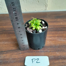 Load image into Gallery viewer, #P2 Miniature Philodendron - Great Terrarium Plant