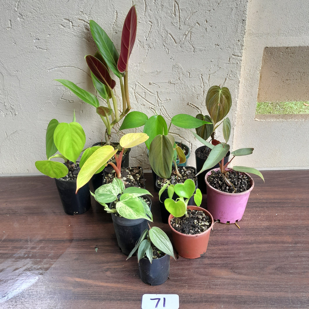 #71 Philodendron Pack - 10 x Plants