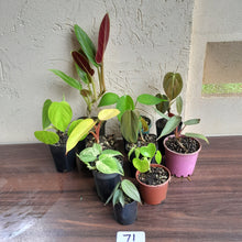 Load image into Gallery viewer, #71 Philodendron Pack - 10 x Plants