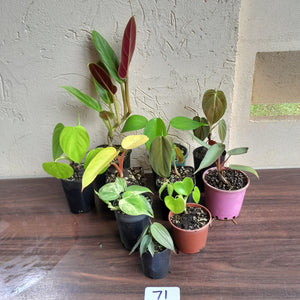 #71 Philodendron Pack - 10 x Plants