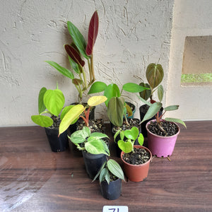 #71 Philodendron Pack - 10 x Plants