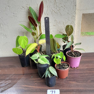 #71 Philodendron Pack - 10 x Plants