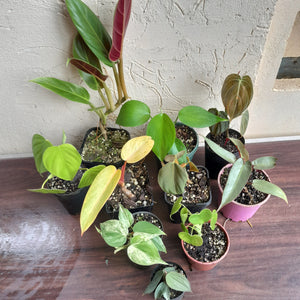 #71 Philodendron Pack - 10 x Plants