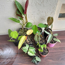 Load image into Gallery viewer, #71 Philodendron Pack - 10 x Plants