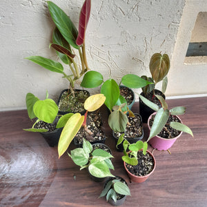 #71 Philodendron Pack - 10 x Plants