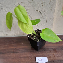 Load image into Gallery viewer, #23 Philodendron Equatorial Flat Leaf