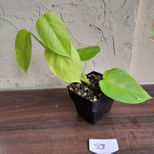 Load image into Gallery viewer, #23 Philodendron Equatorial Flat Leaf