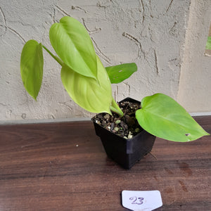 #23 Philodendron Equatorial Flat Leaf