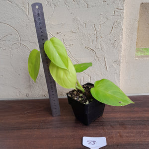 #23 Philodendron Equatorial Flat Leaf