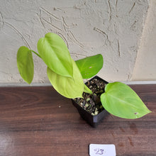 Load image into Gallery viewer, #23 Philodendron Equatorial Flat Leaf