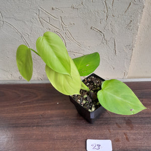 #23 Philodendron Equatorial Flat Leaf