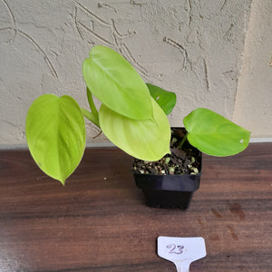 #23 Philodendron Equatorial Flat Leaf