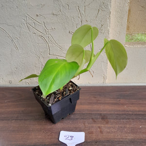 #23 Philodendron Equatorial Flat Leaf