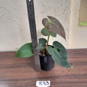 #R33 Anthurium Magnificum x Black Panther