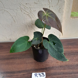 #R33 Anthurium Magnificum x Black Panther