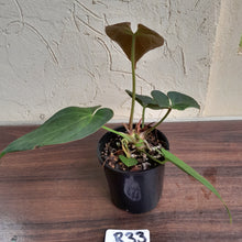 Load image into Gallery viewer, #R33 Anthurium Magnificum x Black Panther