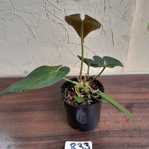 #R33 Anthurium Magnificum x Black Panther