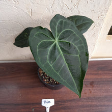 Load image into Gallery viewer, #R60 Dark Anthurium Clarinervium x