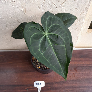 #R60 Dark Anthurium Clarinervium x