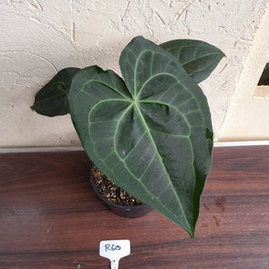 #R60 Dark Anthurium Clarinervium x