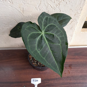 #R60 Dark Anthurium Clarinervium x