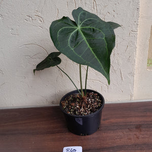 #R60 Dark Anthurium Clarinervium x