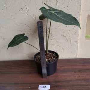 #R60 Dark Anthurium Clarinervium x