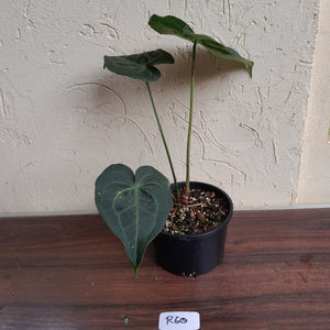 #R60 Dark Anthurium Clarinervium x