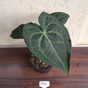 #R60 Dark Anthurium Clarinervium x