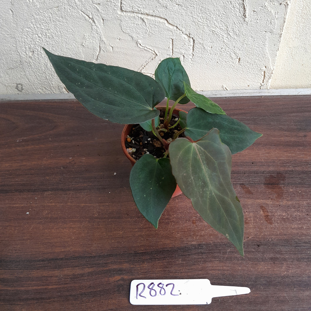 #R882 Two x Dark Anthurium Papillilaminum x