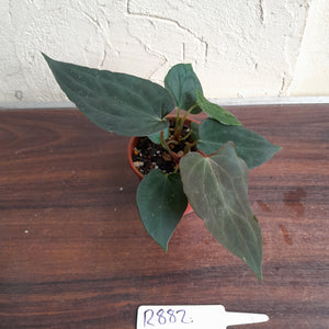 #R882 Two x Dark Anthurium Papillilaminum x