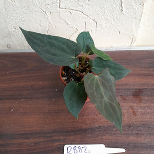 #R882 Two x Dark Anthurium Papillilaminum x