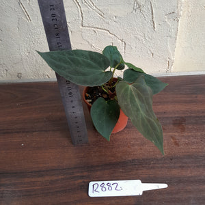 #R882 Two x Dark Anthurium Papillilaminum x