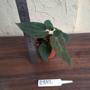 #R882 Two x Dark Anthurium Papillilaminum x