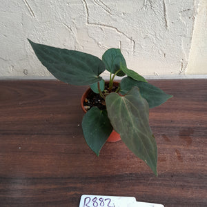 #R882 Two x Dark Anthurium Papillilaminum x