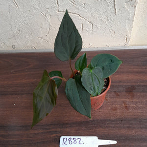 #R882 Two x Dark Anthurium Papillilaminum x